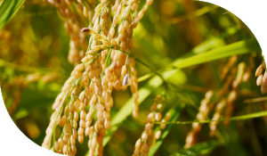 Cibus Crops Rice