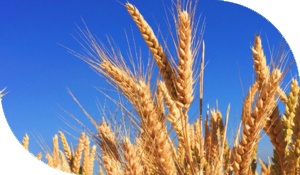 Cibus Crops Wheat
