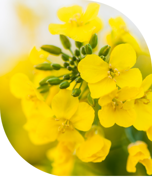 Cibus Canola